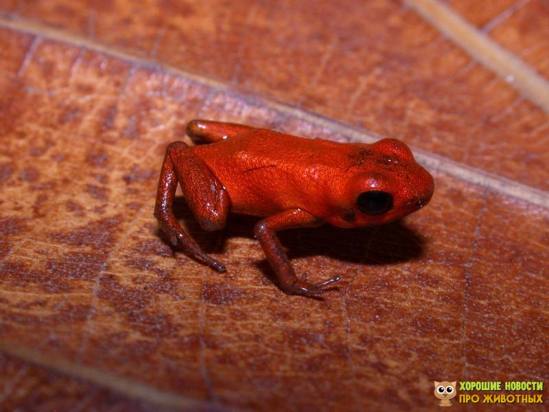 В Панаме обнаружили новый вид лягушки-древолаза