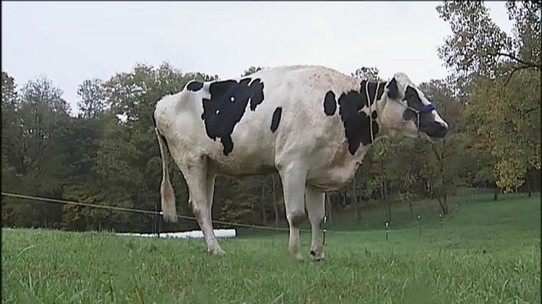 Блосом - Самая высокая корова в мире