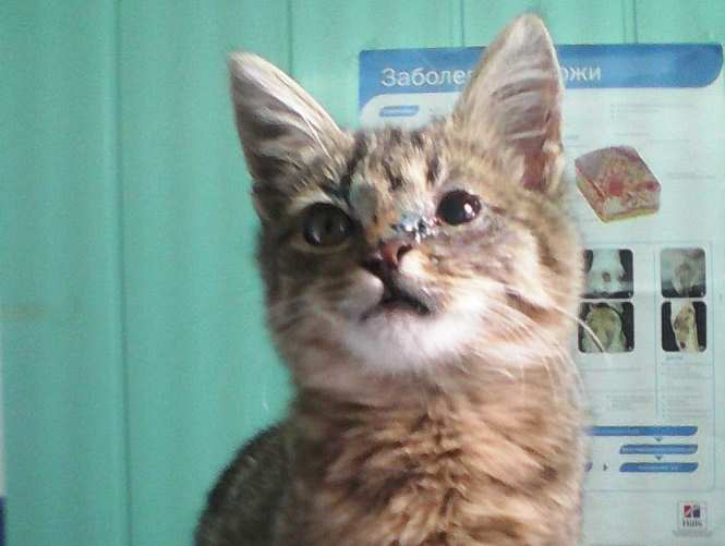 Воронежский ветеринар спас котенка, пострадавшего от рук жестоких школьников