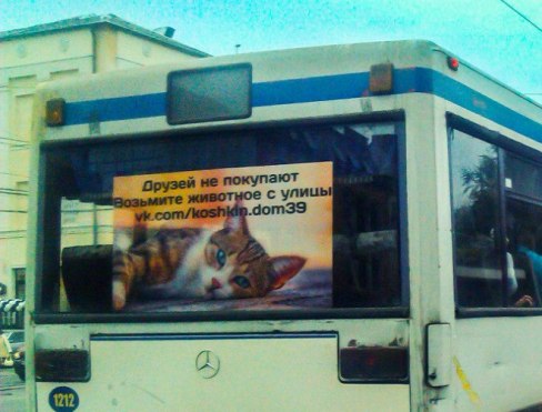 Калининградский автобус помогает кошкам найти новых хозяев