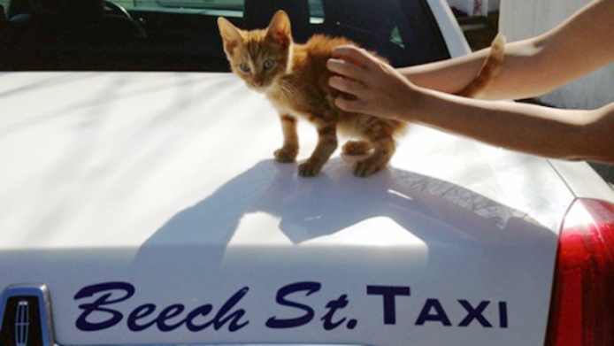 Нью-Йоркский таксист спас котенка и оставил у себя