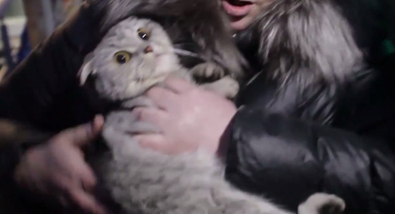В Екатеринбурге добровольцы спасли замурованного под плитой кота