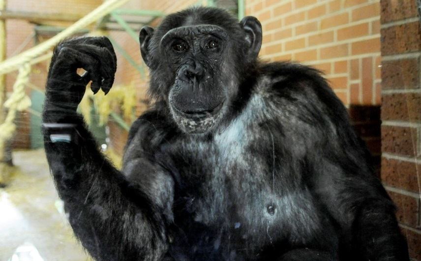 Суд Нью-Йорка признал наличие у шимпанзе таких же прав, как и у людей