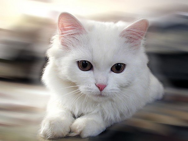 Верный кот девять дней пробыл с хозяином в больнице Омска