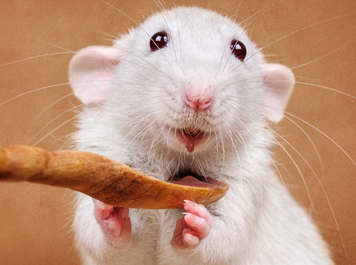 Самые милые крысы от фотографа Анны Тюриной