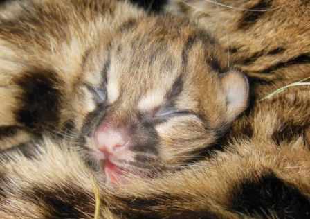 В зоопарке Уругвая родился детеныш дикой кошки маргай