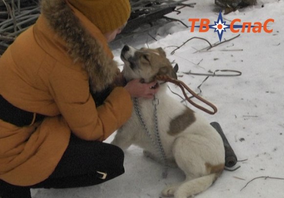В Екатеринбурге спасли собаку, которую кореец-строитель откармливал на шашлык
