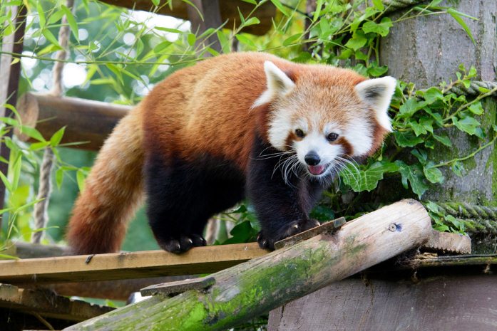В Московский зоопарк привезли красную панду и скоро покажут посетителям