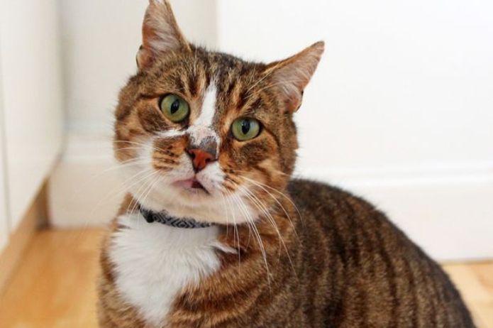В Великобритании ищут хозяина кота с израильским чипом