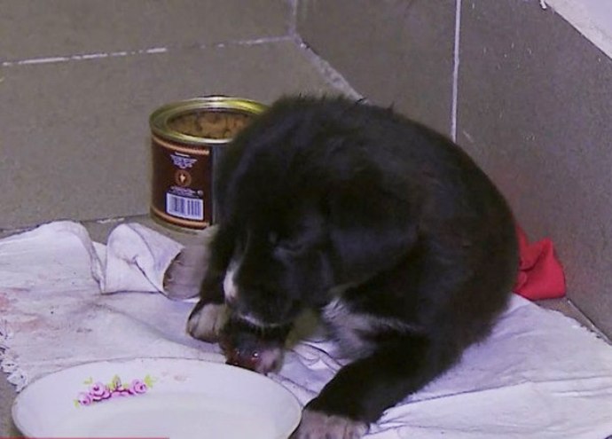 Спасенного в метро щенка лечат у ветеринара и ищут ему хозяина