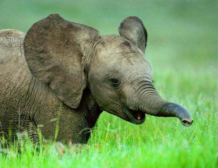 Животные, которые умеют говорить по-человечески - слон, говорящие, разговор, голос, попугай