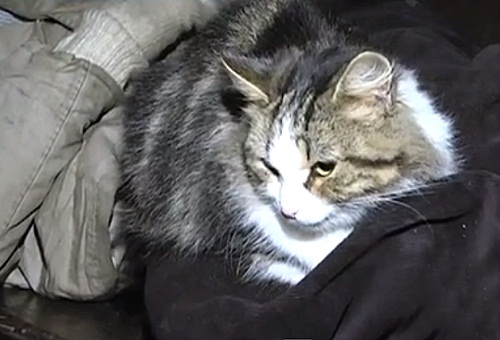 Почти мистическая история из Тольятти: Кошка спасла жизнь мужчине