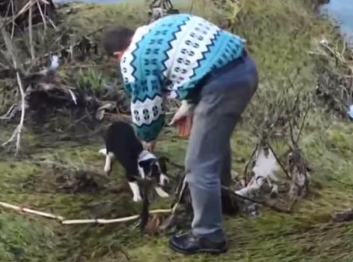 Житель Сербии спас собаку, застрявшую на островке посреди реки