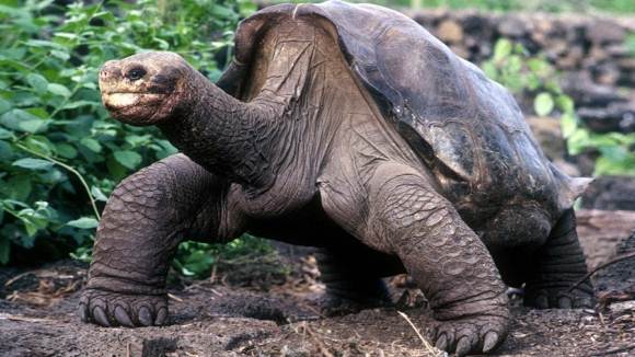 На Галапагосах растет численность слоновых черепах, а в Хабаровском крае увидели...