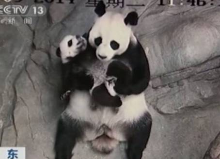 Гигантская панда наконец воссоединилась со своими детенышами-тройняшками