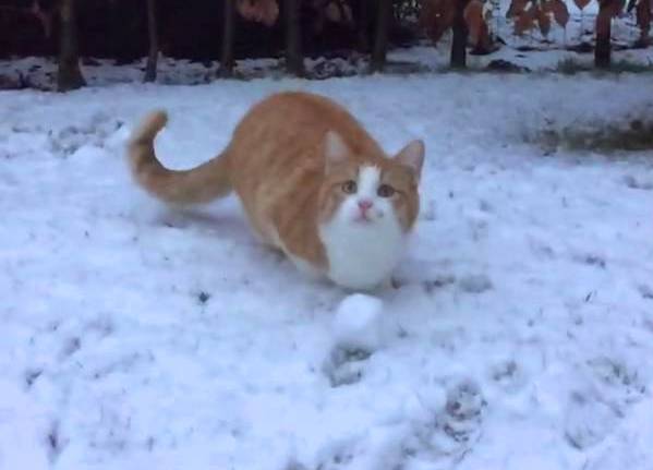 Кот Саймона, играющий в снежки