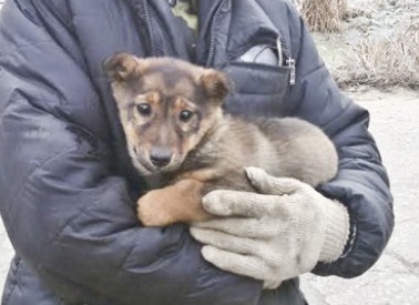 В городе Гаврилов-Ям всем миром спасали щенка из подземного плена