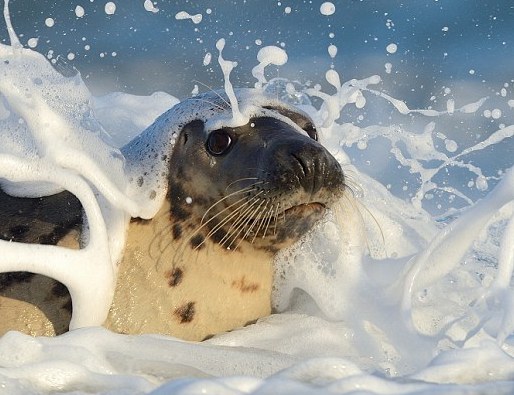 Серые тюлени в густой морской пене