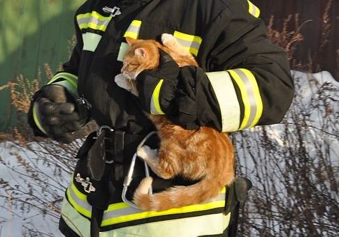 Пожарные Камчатки спасли кота, который двое суток просидел на столбе