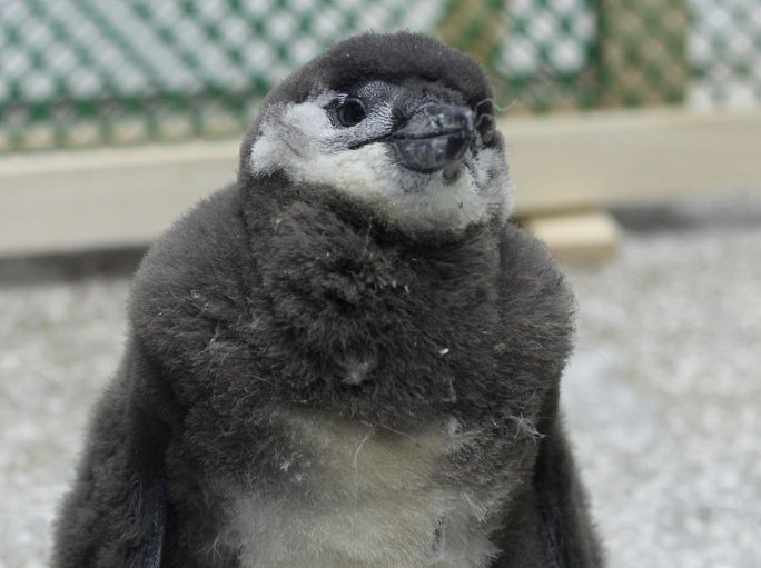 В зоопарке Красноярска начали показывать посетителям детеныша очкового пингвина