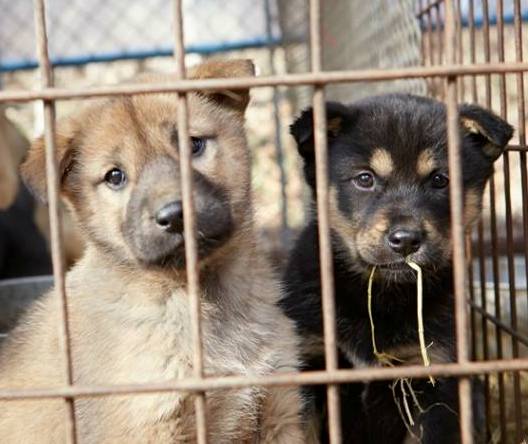 23 собаки спасли от корейских 