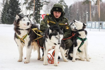 Как в Центре служебного собаководства ЗВО готовят «военных» собак