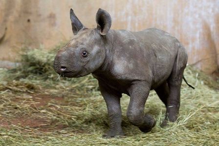 В зоопарке Цюриха впервые за 18 лет родился детеныш черного носорога