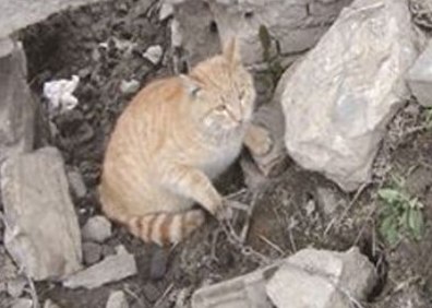 В Китае пять пожарных вытаскивали лапу кошки из мышеловки