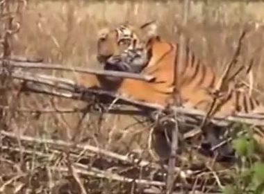 В Индии спасли застрявшего в изгороди тигра
