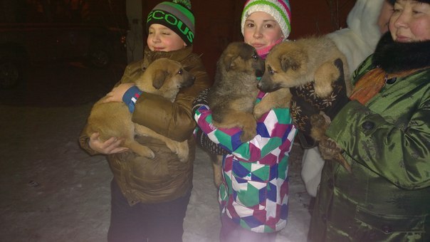 В Иркутске спасли щенков, провалившихся в яму под гаражами