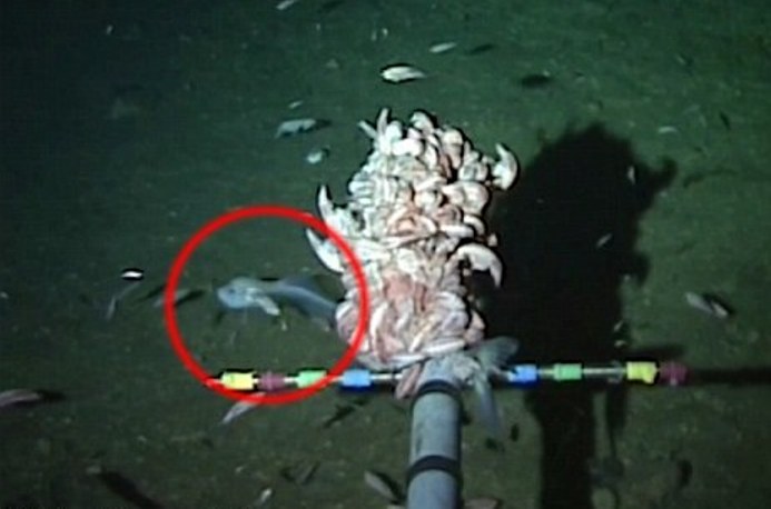 Учёные открыли новый вид глубоководных рыб