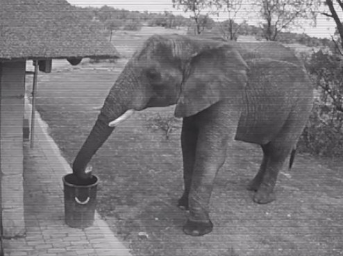 В Африке заснят дикий слон, убирающий мусор в корзину
