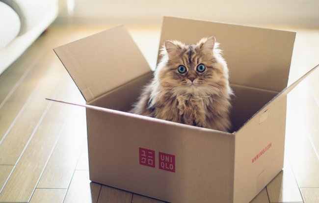 Почему кошки так любят картонные коробки?