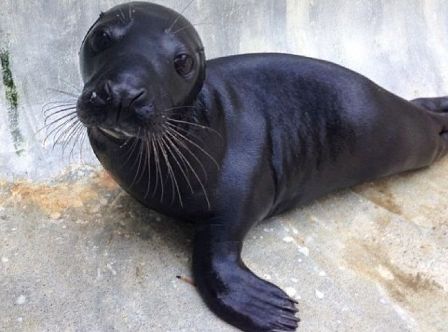 Спасли детеныша тюленя, которого из-за цвета шкуры обижали сородичи