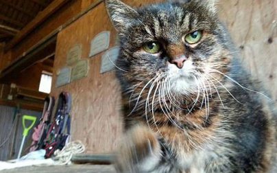 Самая старая кошка в мире живет в Швеции, ей 29 лет