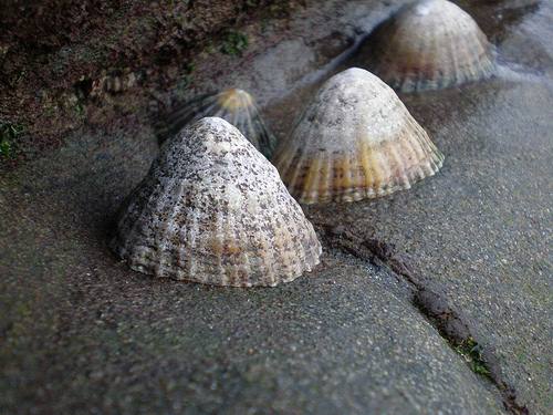 Зубы моллюска морское блюдечко самый прочный материал в природе