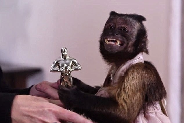 20-летнюю обезьянку- звезду Голливуда наградили по заслугам