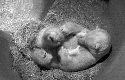 Белые медвежата-близнецы подрастают в зоопарке Роттердама