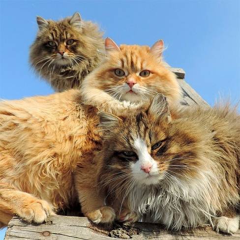 Колония роскошных сибирских котов под Барнаулом