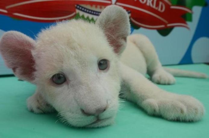 В Бразилии впервые родился белый львенок