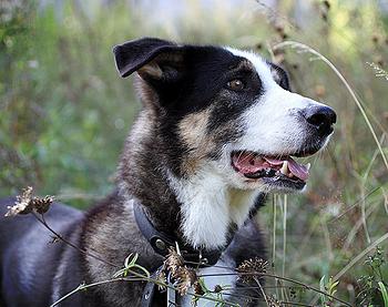 Счастливые истории собак из приюта Бирюлево