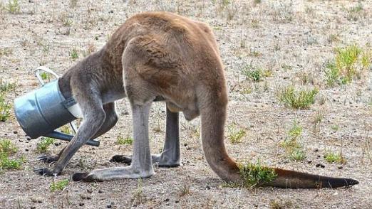 В Австралии двое мужчин спасли кенгуру от лейки на голове