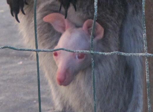 В Ярославском зоопарке родился кенгуренок-альбинос