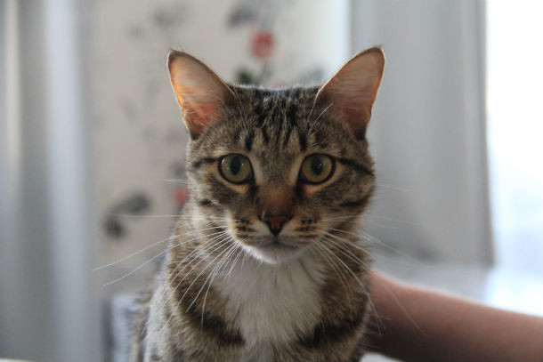 В Первоуральске кот выжил после двух дротиков в голову из арбалета