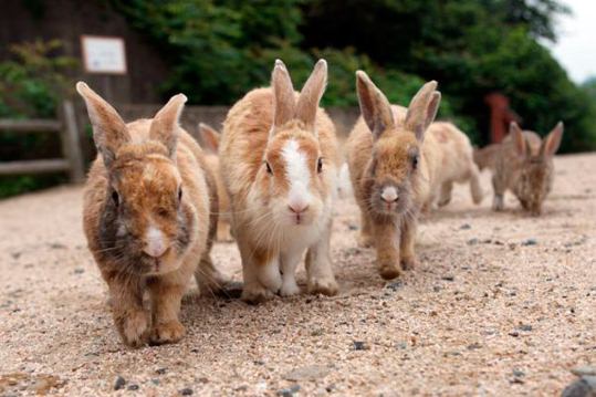 Окуносима - Японский остров кроликов