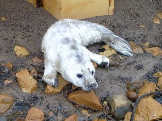 В Санкт-Петербурге спасли первого в этом году детеныша тюленя