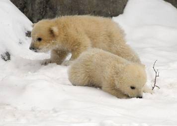 Белая медведица из Московского зоопарка вывела детенышей на прогулку