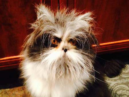 Чихун: Новый популярный кот с невероятной волосатостью