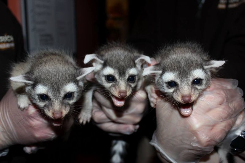 Зоопарк Пенсильвании показал детенышей-тройняшек какомицли