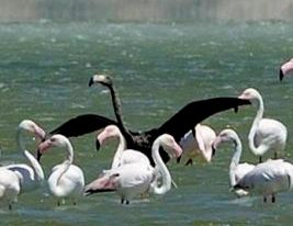 На одном из озер Кипра засняли черного фламинго